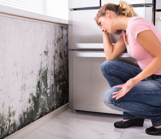 House Moisture and Mold Problems and its Solutions – 2024 Guide