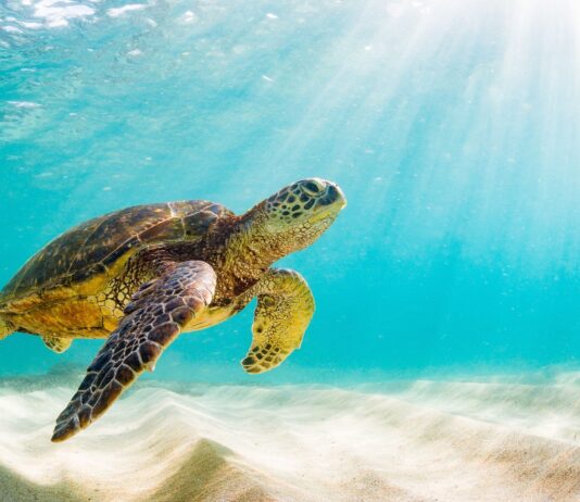 Top 5 Places to Swim with Sea Turtles in the Caribbean
