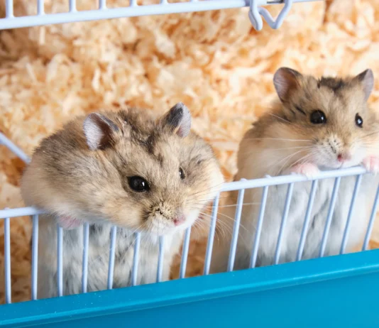 How Many Hamsters Should Share a Single Cage?