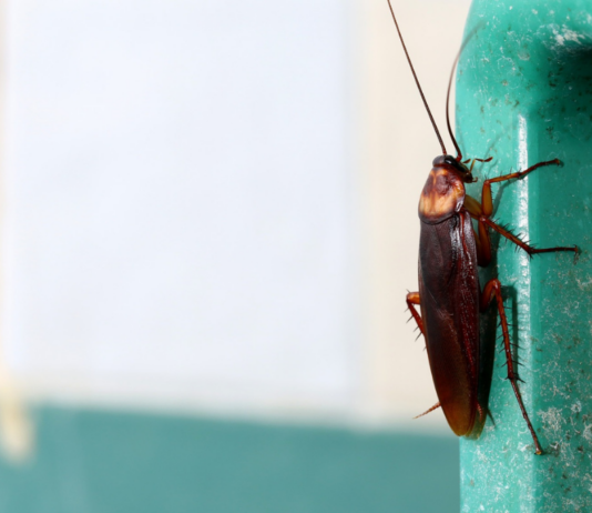 6 Signs Your Home Is Infested with Pests