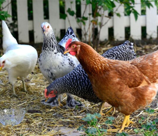 Cluck-Worthy Choices: Exploring the World of Chicken Feed for Happy Hens
