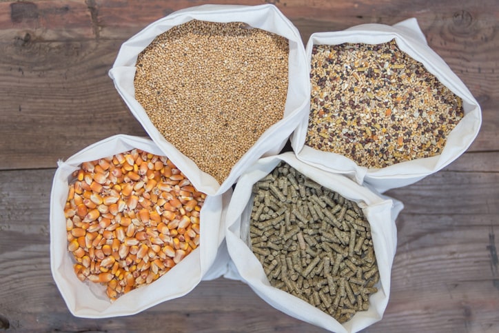 Different Types of Chicken Feed