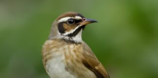 How Birds Contribute to Environmental Balance