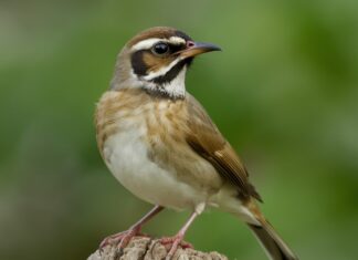 How Birds Contribute to Environmental Balance