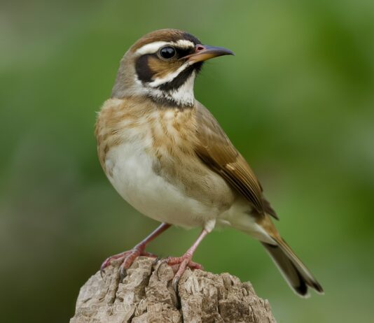 How Birds Contribute to Environmental Balance